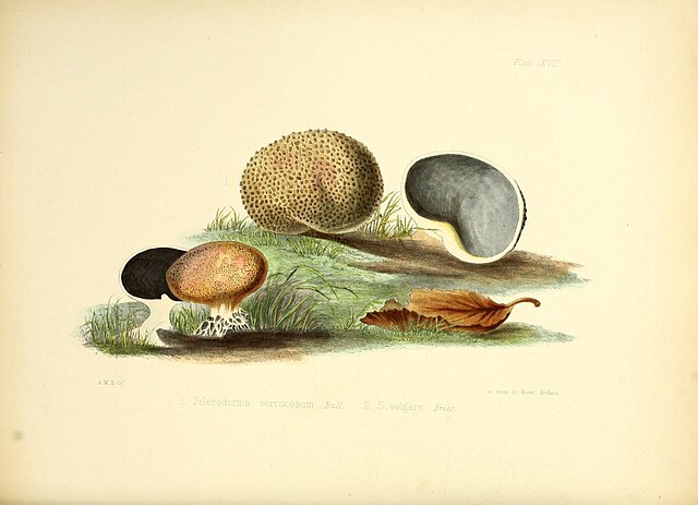 Illustration of Fungi